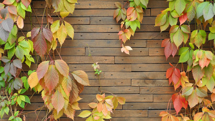 Wooden wall entwined with wild grapes Virginia creeper with multicolored leaves. Wide screen autumn...