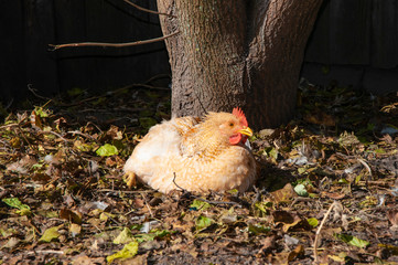 Red hen sits under a tree