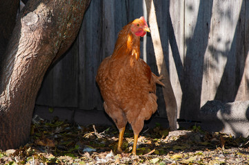 Red-haired chicken stands near a tree and looks away