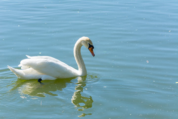 white swan in the pond, reflection
