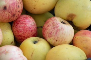 Natural organic red  and green apples from grandma's garden. Without retouch