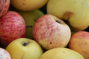 Natural organic red  and green apples from grandma's garden. Without retouch