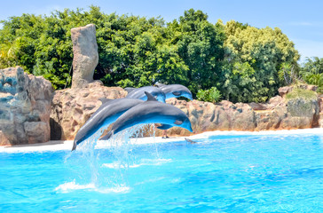 Dolphin show in Loro park, Tenerife, Canary islands, Spain