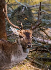 Deer portrait in forest