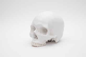 human skull white wallpaper background separate halloween