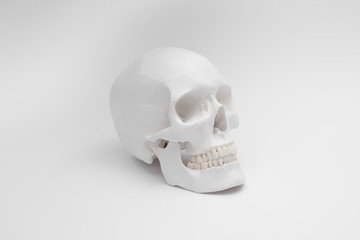 human skull white wallpaper background separate halloween