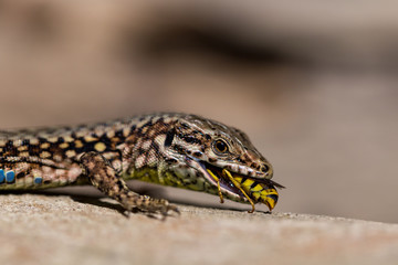 Obraz premium Podarcis muralis (common wall lizard) eating a wasp