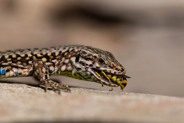 Podarcis muralis (common wall lizard) eating a wasp