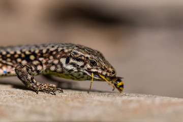 Podarcis muralis (common wall lizard) eating a wasp