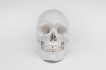 human skull white wallpaper background separate halloween