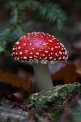 Amanite muscaria