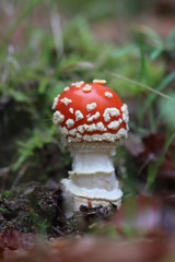 Amanite muscaria