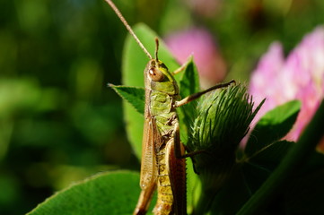 grasshopper on a green leaf