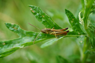 grasshopper on leaf