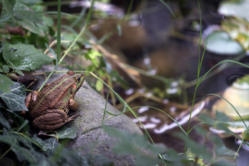 frog in the pond