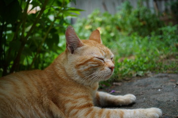 Fototapeta na wymiar cat in garden