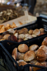 Forest Porcinis porcini mushrooms on a wooden table as a detailed close-up shot; Basket with mushrooms on the market.