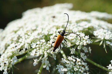 beetle on flower