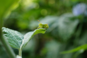 dew on a leaf
