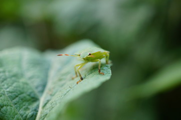 green tree frog