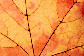 Cropped shot of leaf texture. Blurred nature background. Cropped shot of maple leaf.