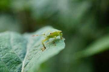 ant on leaf