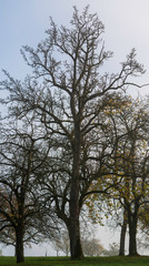 Bäume im Spätherbst bei Nebel