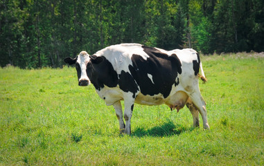Naklejka premium A lovely black and white holstein milk cow standing out in the green pasture enjoying the sunshine.