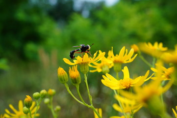 bee on flower