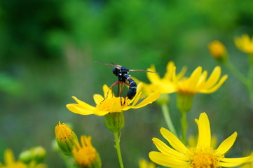 bee on flower