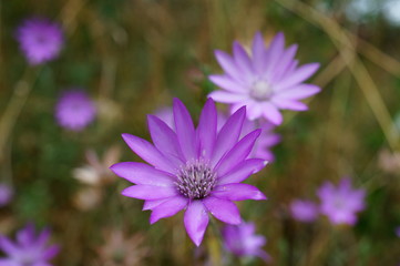 flower in garden