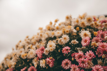 beautiful fall flowers. Vintage autumn landscape photo