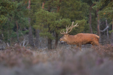 red deer, Cervus elaphus