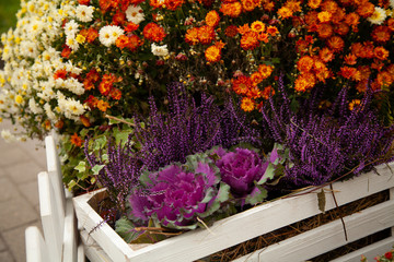 beautiful fall flowers. Vintage autumn landscape photo