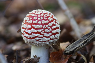 Amanite muscaria
