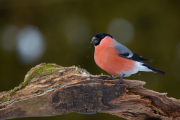 Eurasian Bullfinch - Pyrrhula pyrrhula