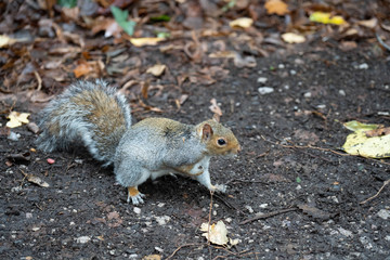  Squirrel