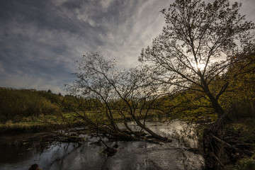 Fallen tree in the little river Ilmenau.