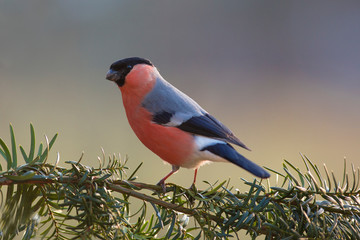 Nomadic bird, eurasian bullfinch (pyrrhula pyrrhula)