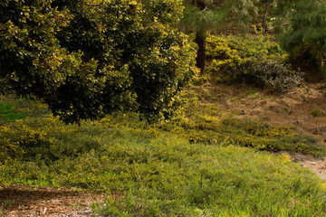 autumn in the forest