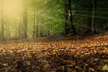 Obraz na płótnie Canvas Herbstwald mit Sonnenreflektion