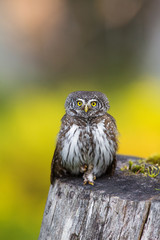 Pygmy owl, Glaucidium passerinum, Small eurasian owl.
