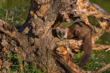 Fototapeta premium European Pine Marten (Martes martes) in the forest