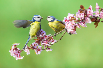 Two Eurasian blue tit (Cyanistes caeruleus)sitting on branch