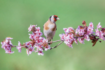 European Goldfinch ( Carduelis carduelis ) on a blossoming branch. Slovakia