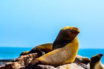 Lions de mer sur la skeleton coast en Namibie