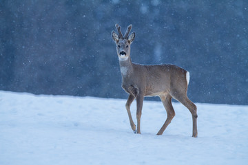 Roe deer Capreolus capreolus in winter. Roe deer with snowy background. Wild animal walking in snow..