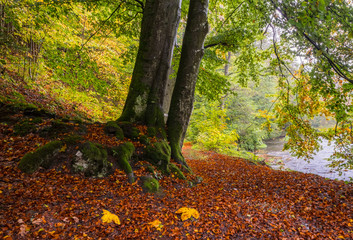 autumn forest and river in rainy weather, Czech Republic, autumn landscape