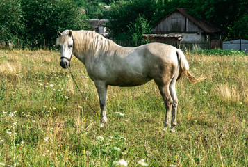 White horse stay in field. Village near the forest
