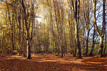 autumn in the forest, colorful leaves on the ground, stems of old and tall beech trees, light and shade on the forest floor